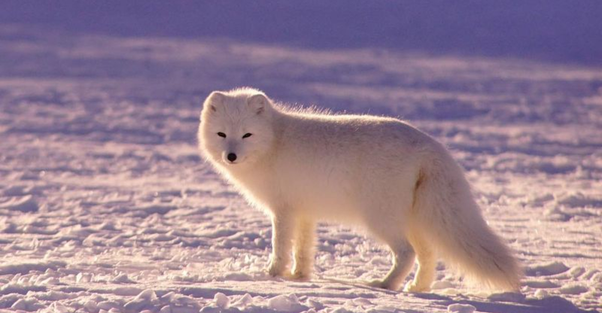 The Top 14 Tundra Animals