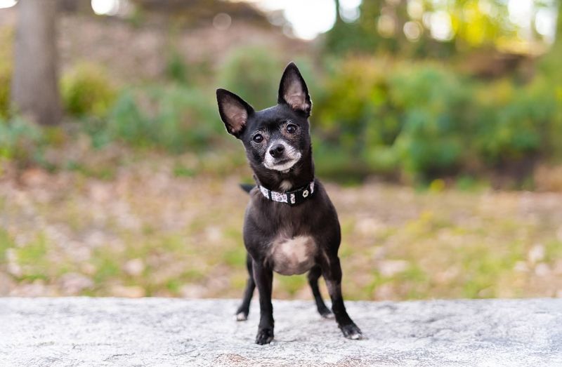 The Trophy-Winning Chihuahua