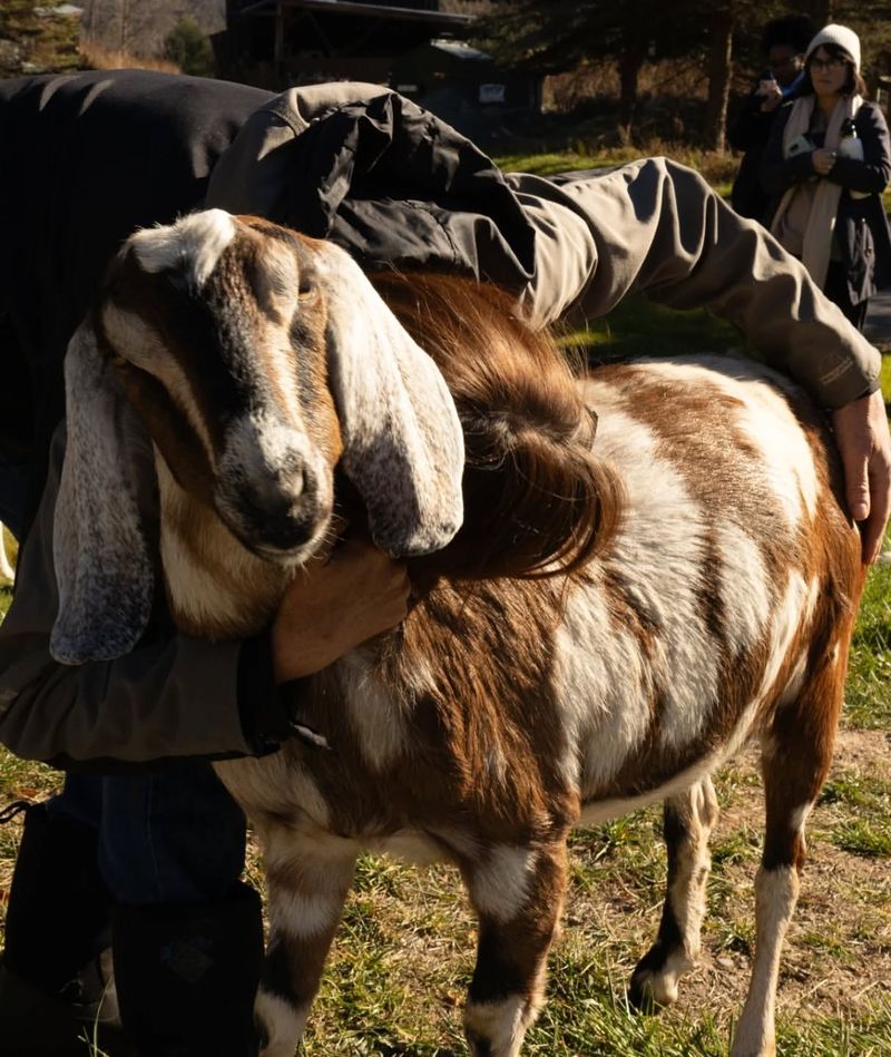 The Ultimate Homesteading Challenge