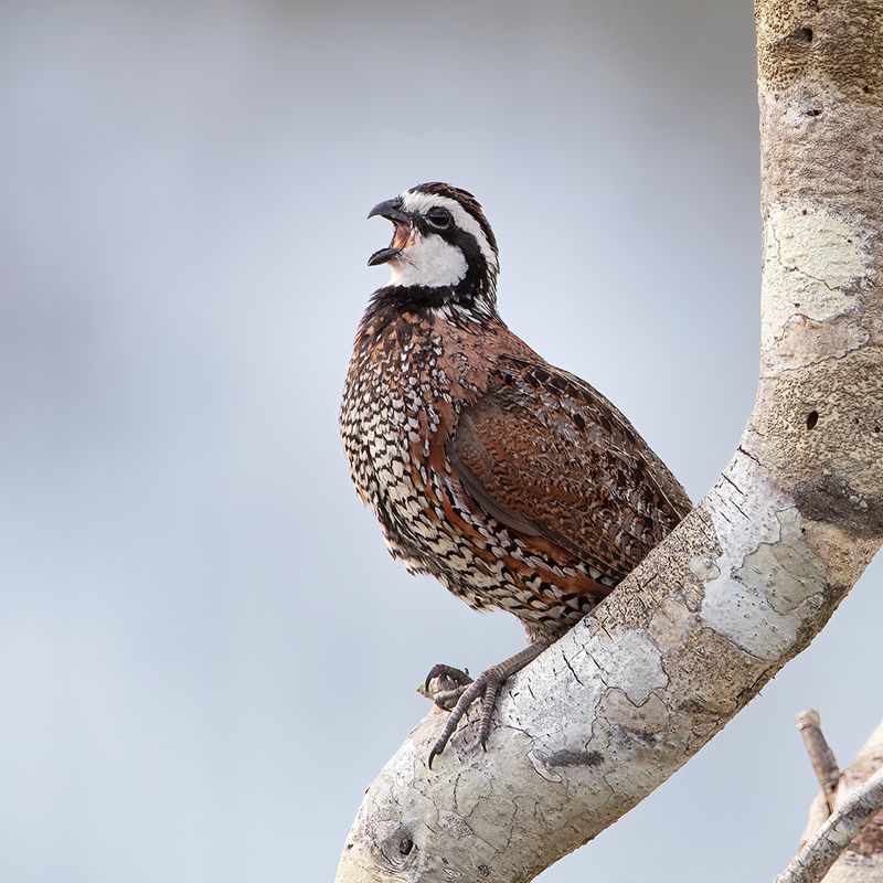 The Unique Quail Call