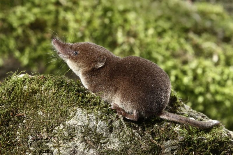 The Venomous Shrew