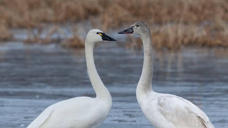 The Vocalizations of Swans