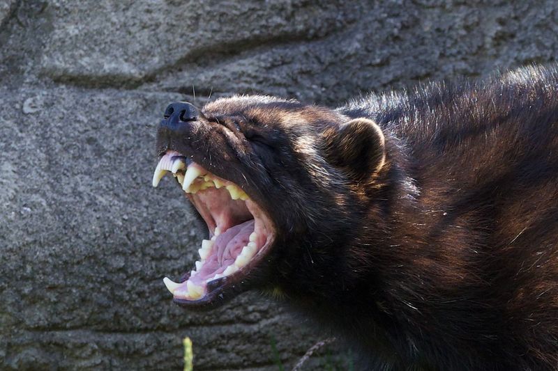 The Wolverine's Roar