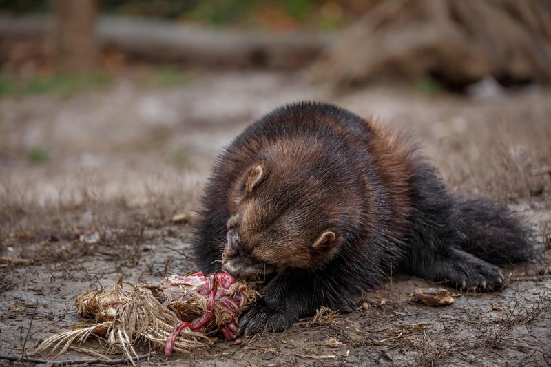 The Wolverine's Diet