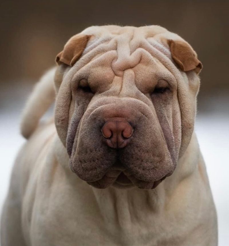 The Wrinkly Wonder