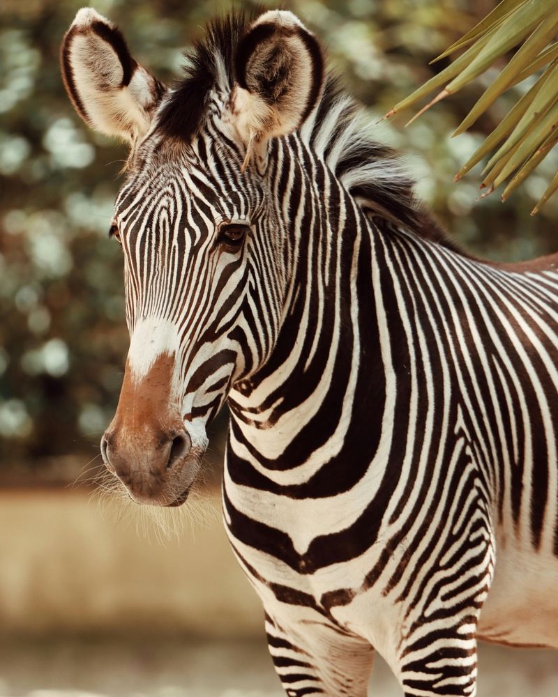 The Zebra’s Role in Ecosystems