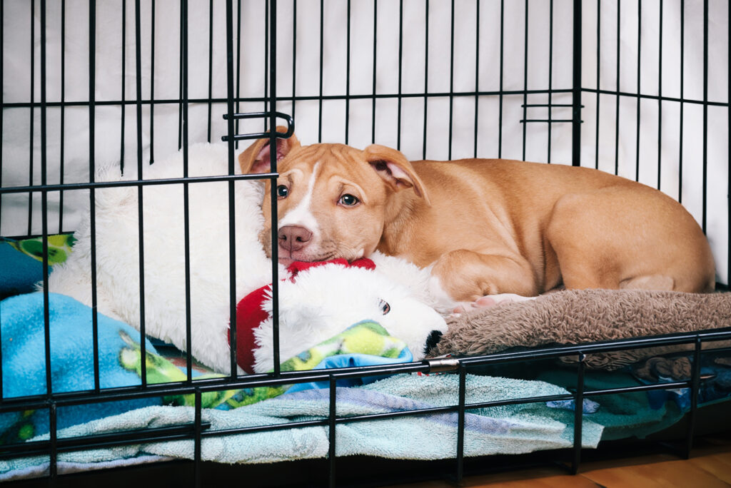 The brown dog is lying in a cage.