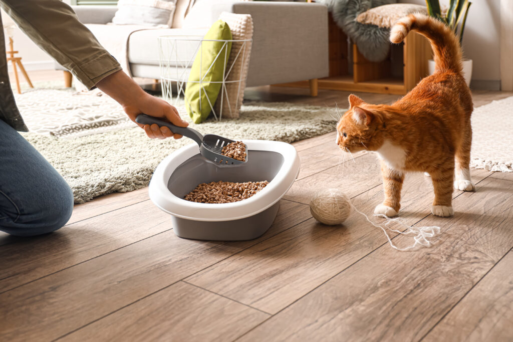 The cat approaches the food bowl