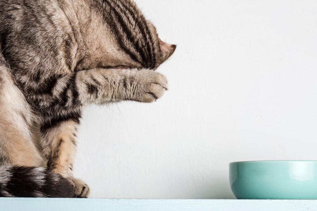 The cat cleans itself with its paw