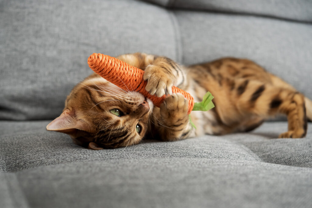 The cat is playing with a toy