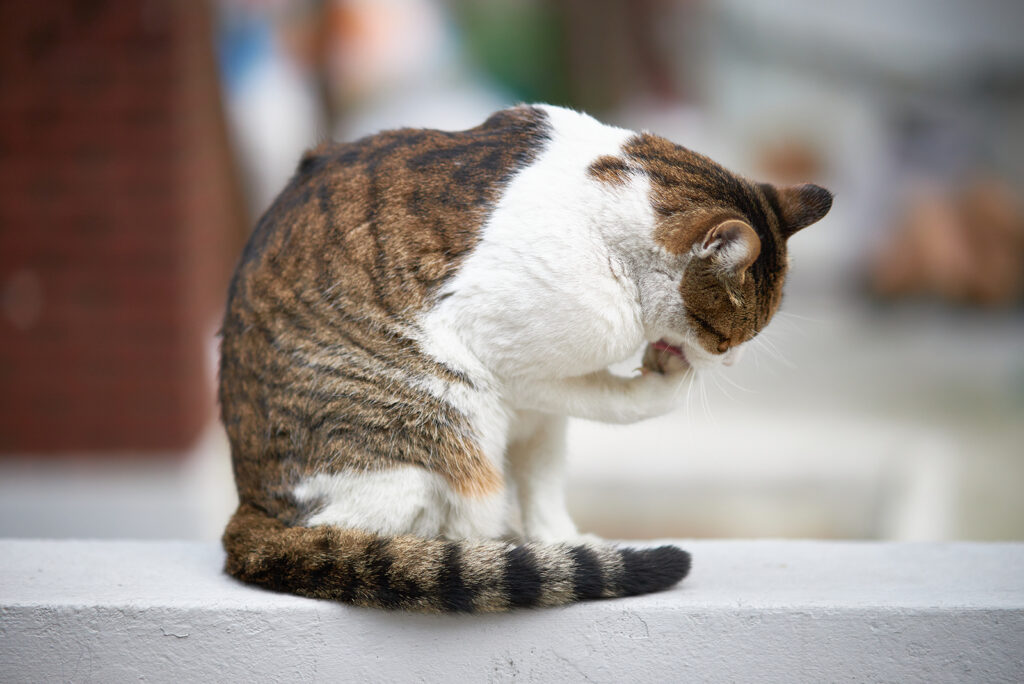 The cat is sitting and licking its paw