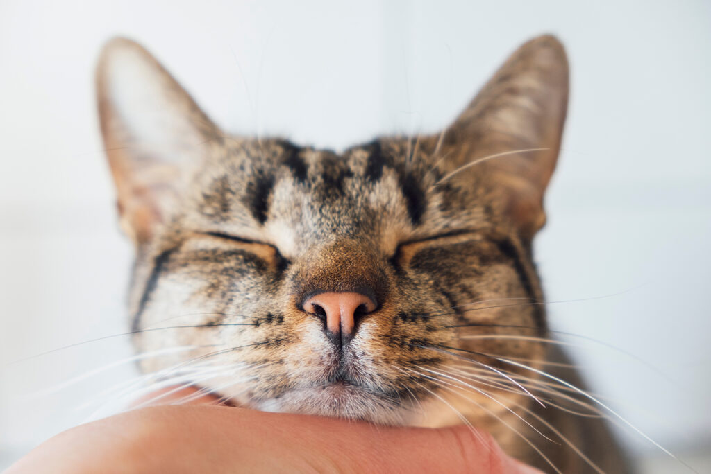 The cat is sleeping in the owner's arms