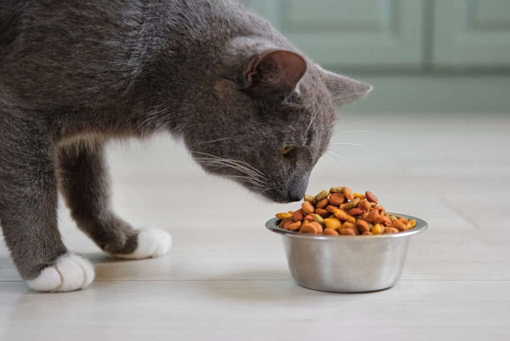 The cat is sniffing the crackers in the bowl