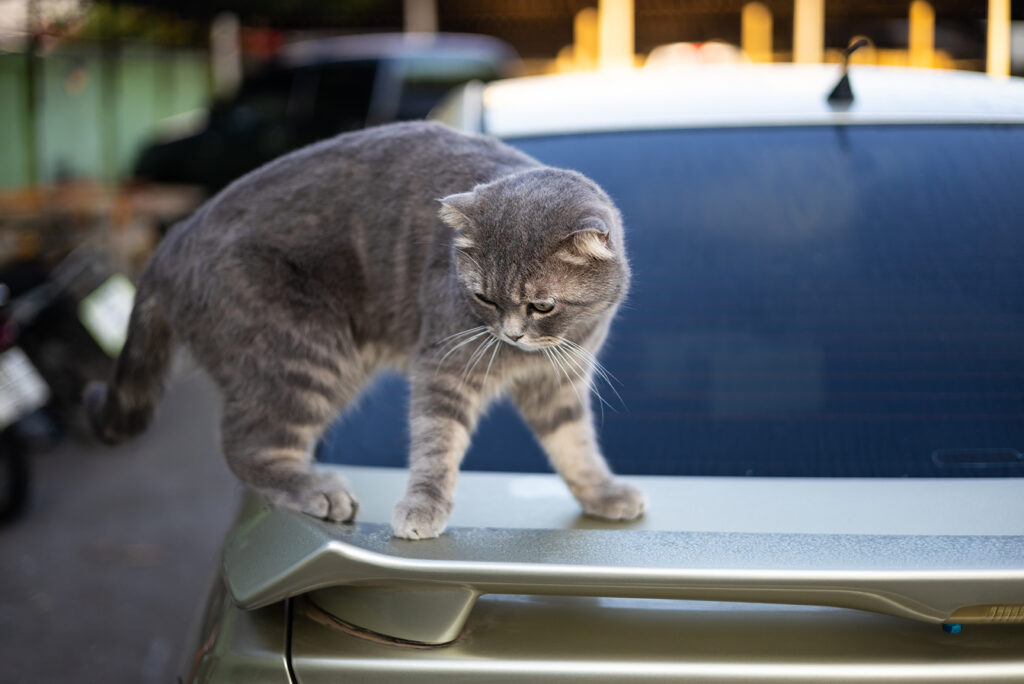 The cat is standing on the car