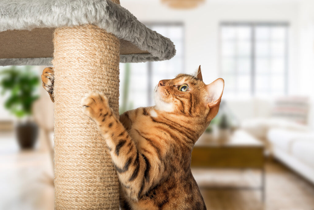 The cat is standing on the scratching post