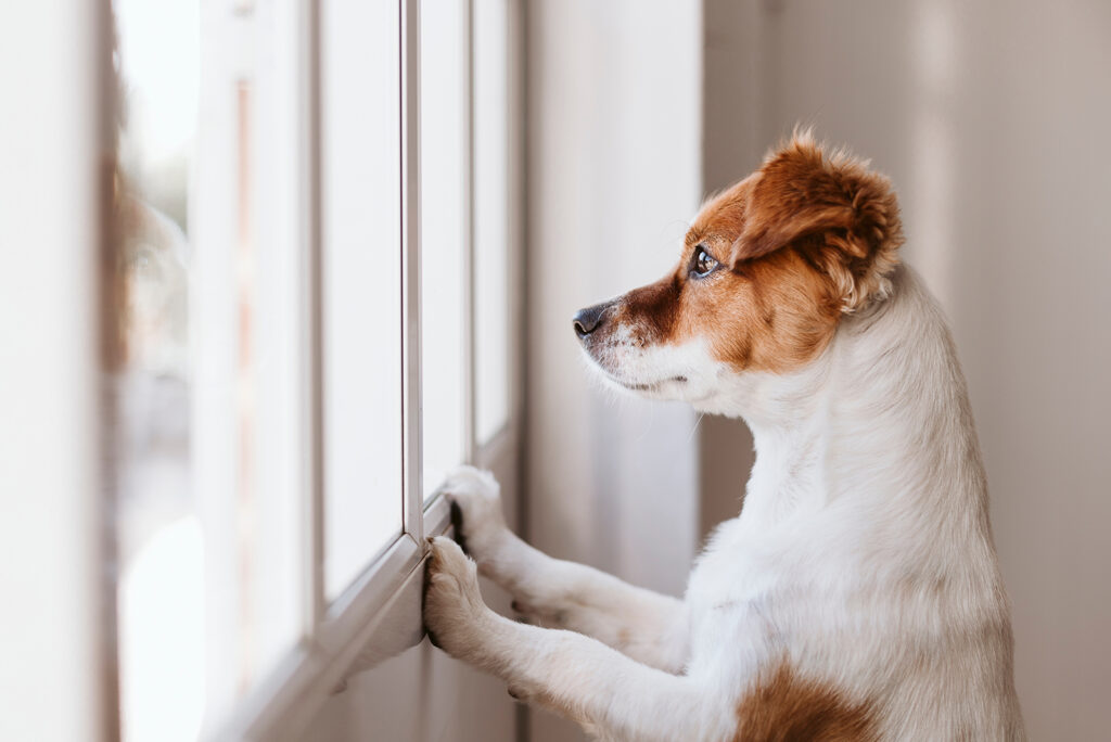 The dog is leaning against the window