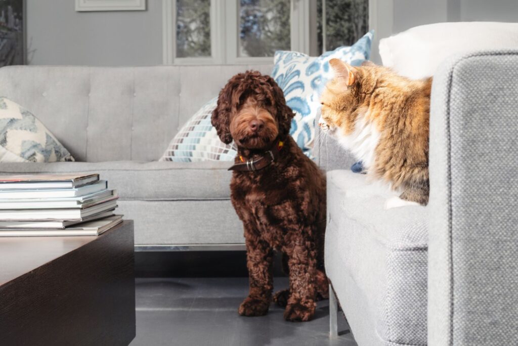 The dog is sitting next to the couch and watching the cat lie down