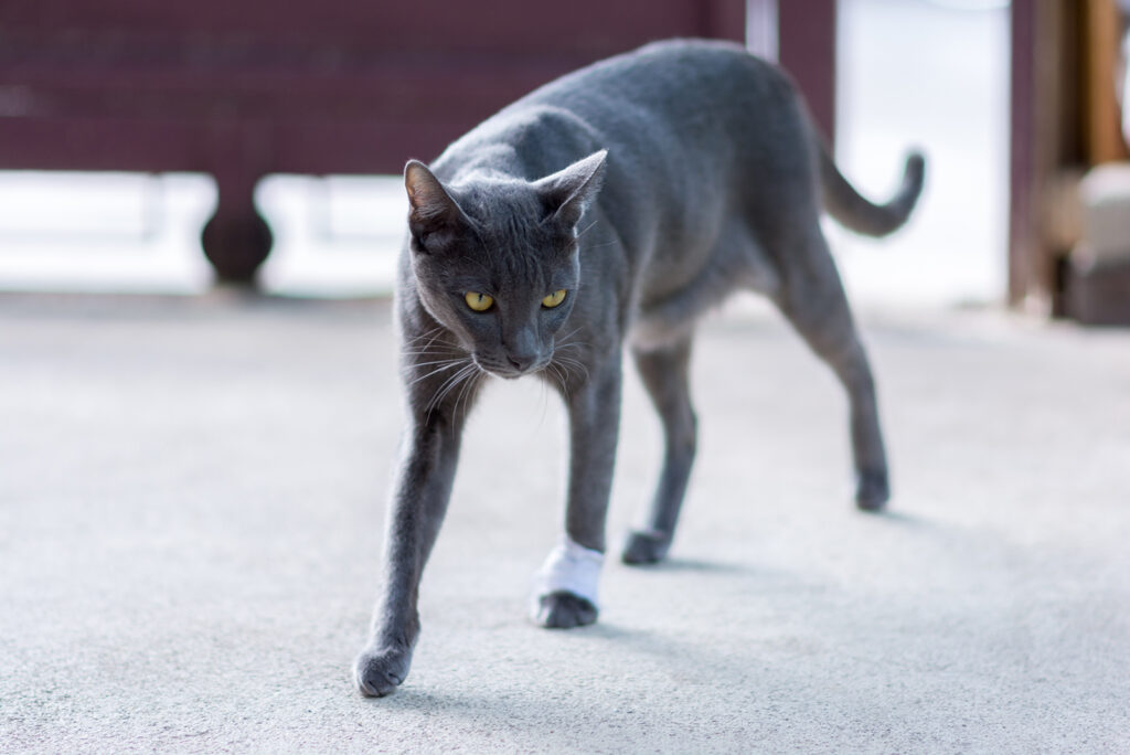 The gray cat is walking