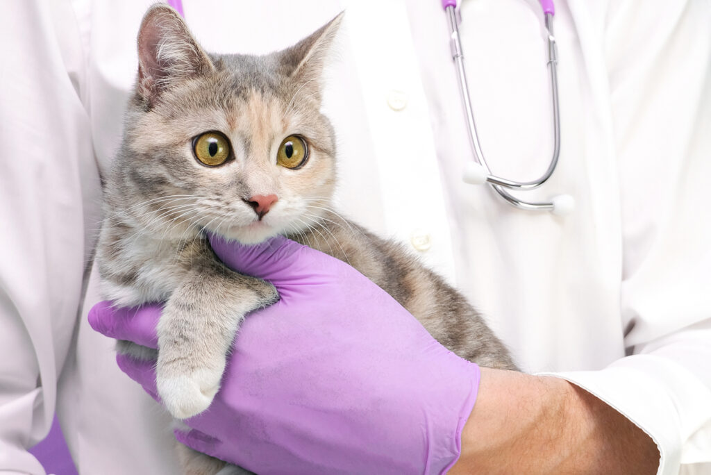 The veterinarian is holding a kitten in his hands