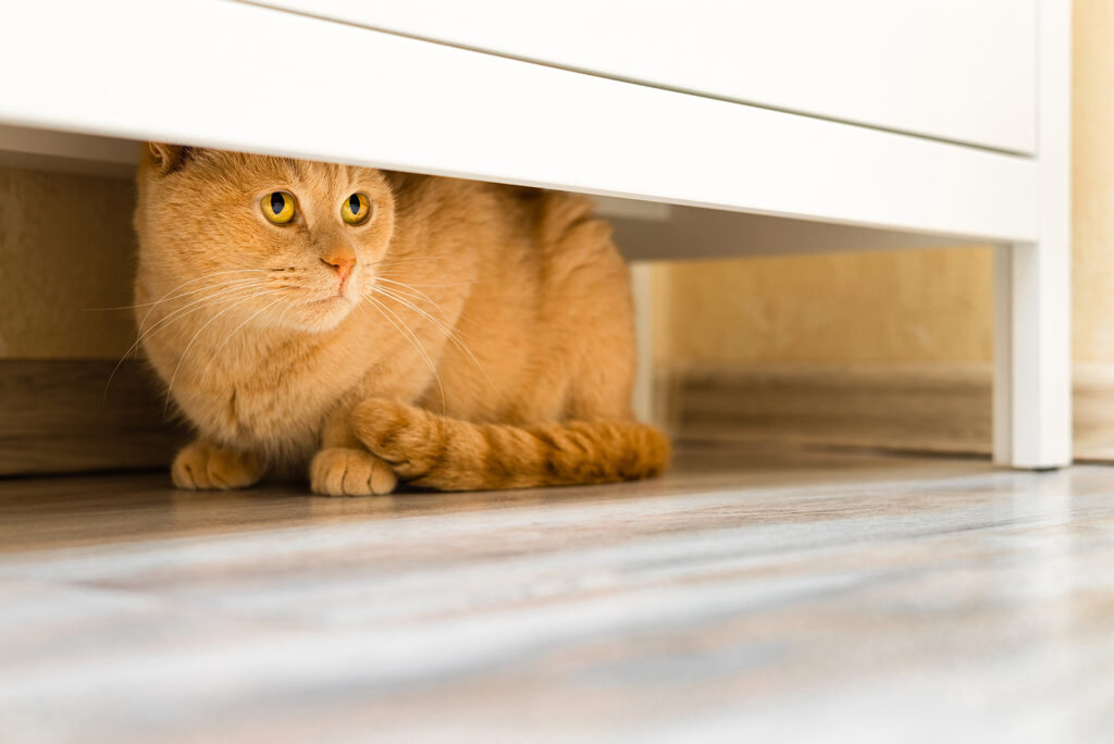 The yellow cat is hiding under the bed