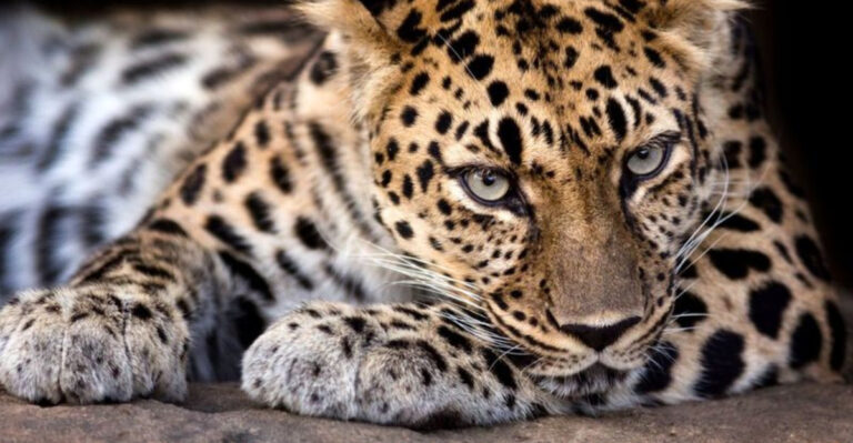 These 14 Animals Dodged Extinction
