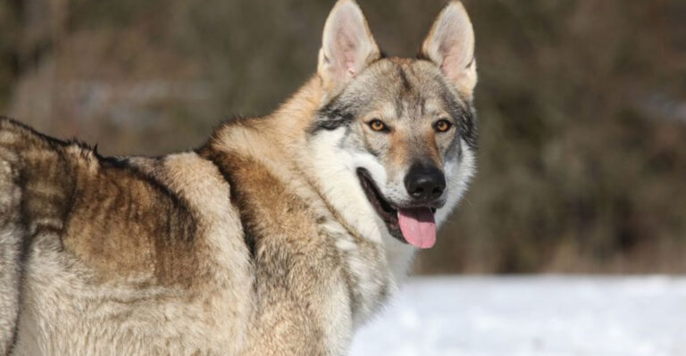 These 14 Dog Breeds Are Banned Across America - Here’s Why