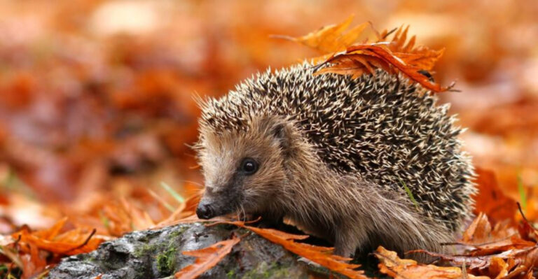 These 15 Animals Might Be Protected - Don’t Remove Them From Your Property!