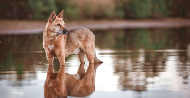 These 15 Dog Breeds Are Unpopular - But Totally Underrated