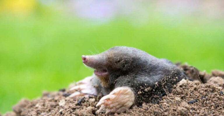 These 15 Smells Could Be A Magnet For Moles