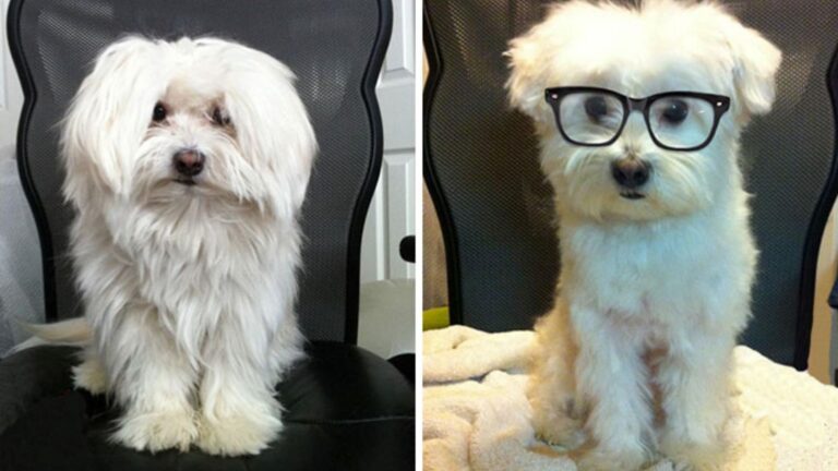 These 17 Dogs Look Totally Different After Their Haircuts