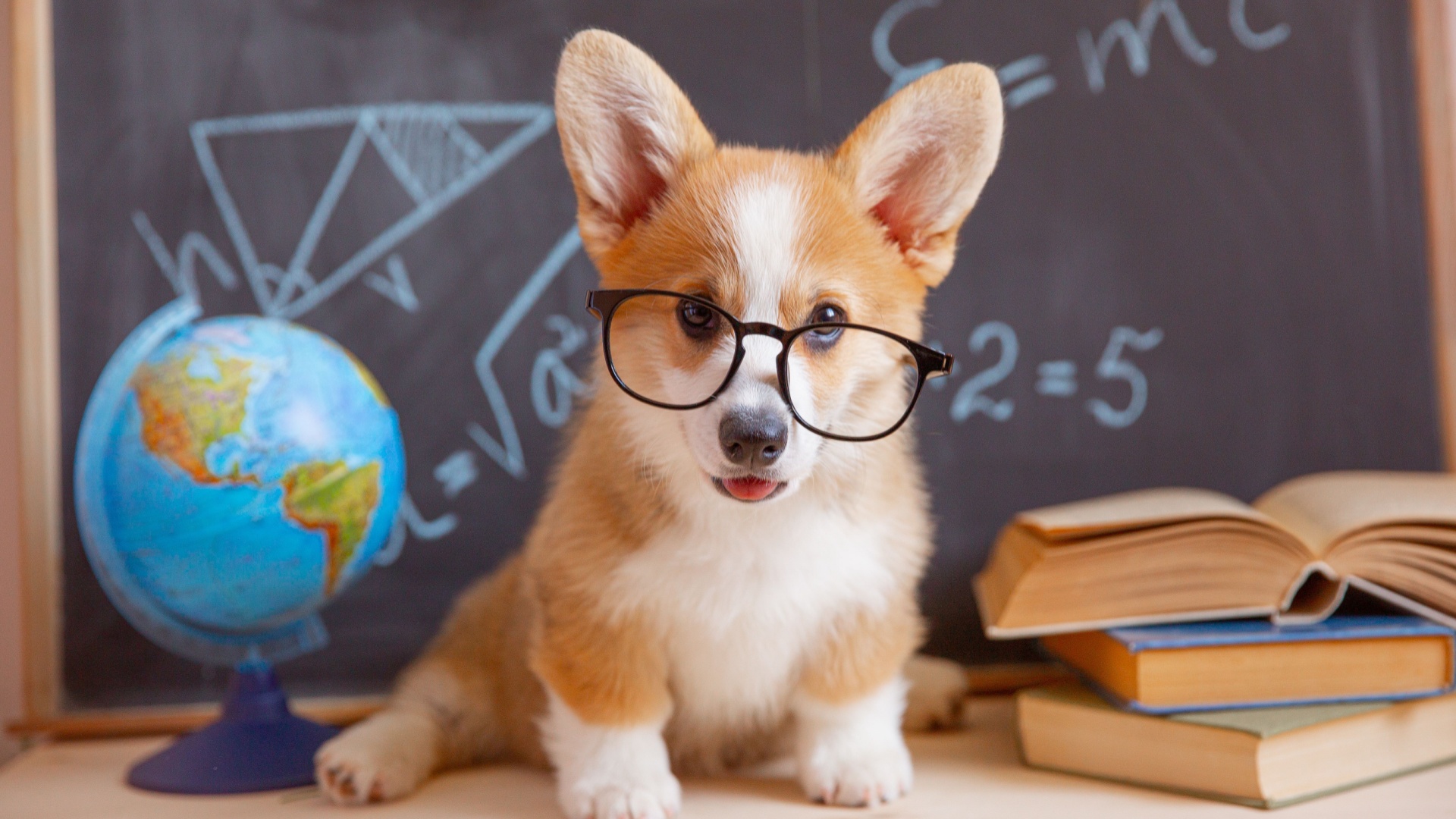 These Are The 14 Pups That Top The List Of Smartest Dog Breeds