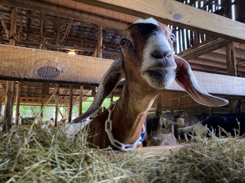 They're Great For Homesteaders With Small Spaces