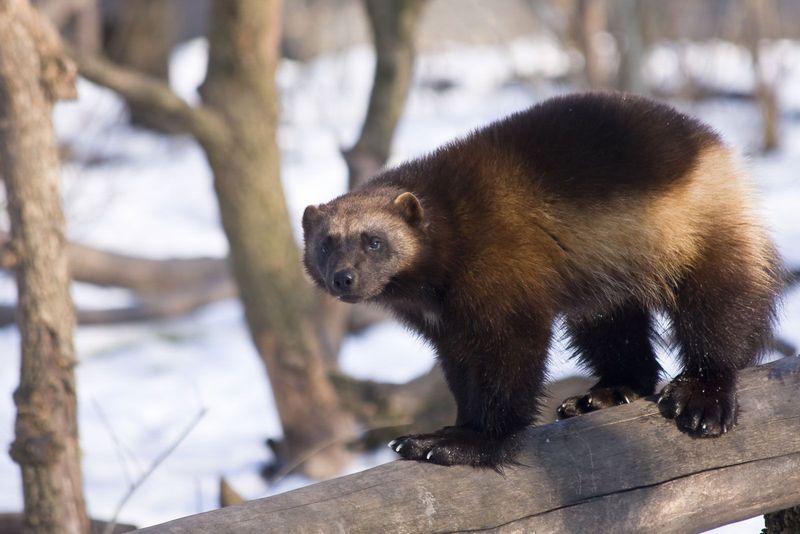 Thick Fur Coat