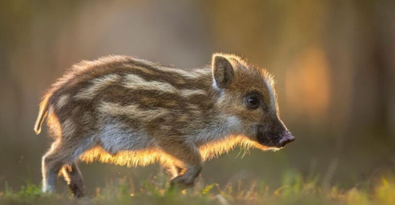 Think Twice Before Bringing These 25 Animals Into The U.S.