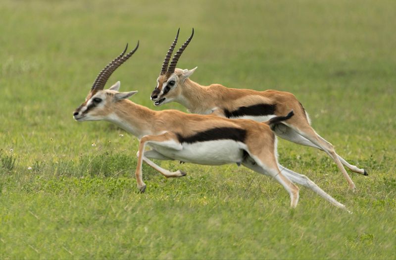 Thomson's Gazelle