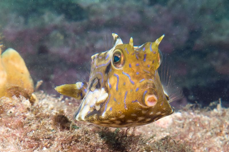 Thornback Cowfish