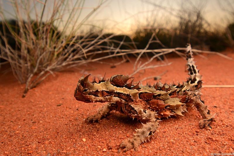 Thorny Devil