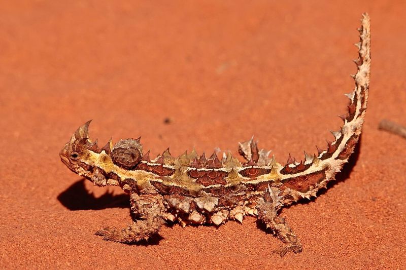 Thorny Devil