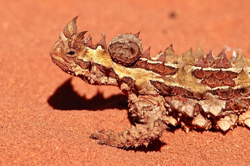 Thorny Devil in Australia