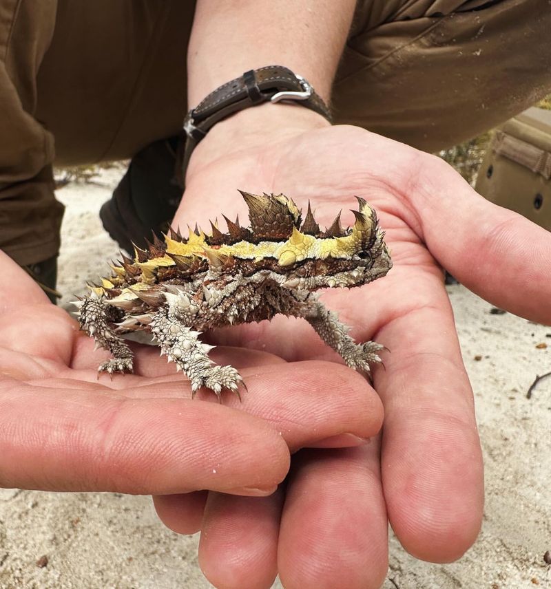 Thorny Devil