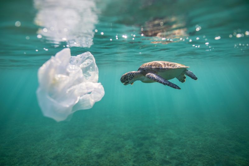 Threats from Plastic Pollution