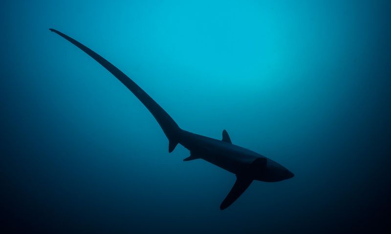 Thresher Shark