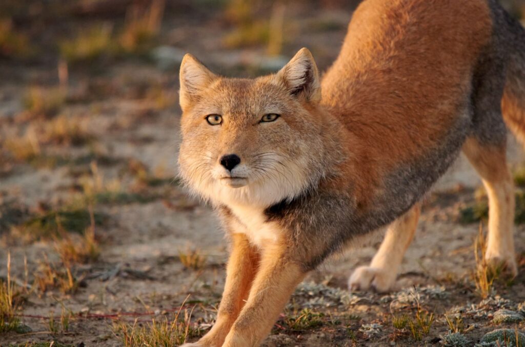 Tibetan Fox