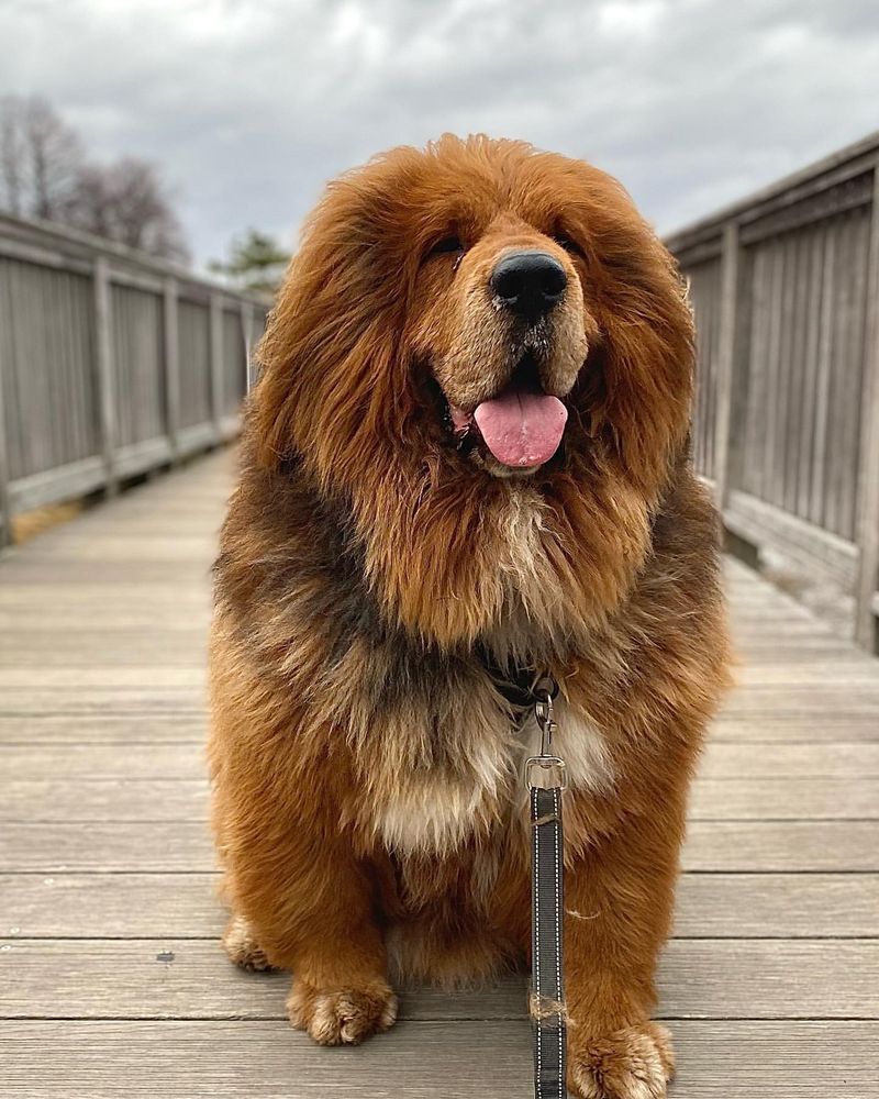 Tibetan Mastiff