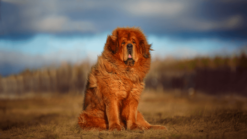 Tibetan Mastiff