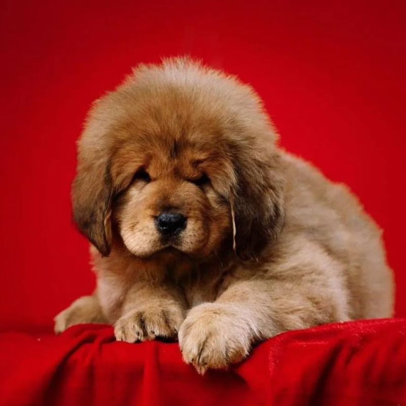 Tibetan Mastiff