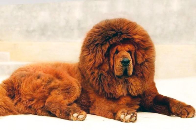 Tibetan Mastiff