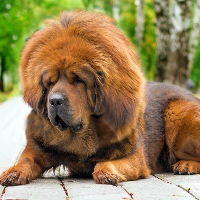 Tibetan Mastiff