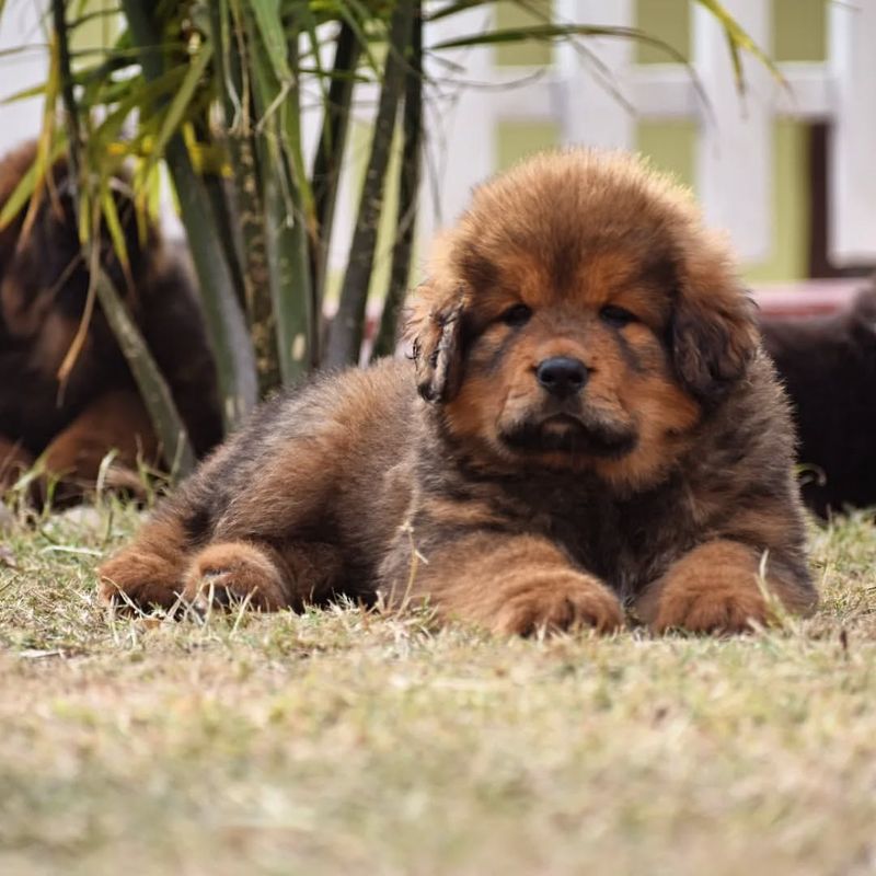 Tibetan Mastiff