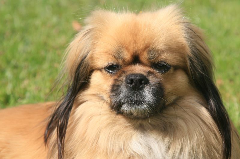 Tibetan Spaniel